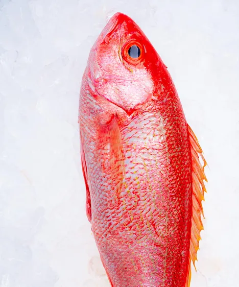 Red Snapper